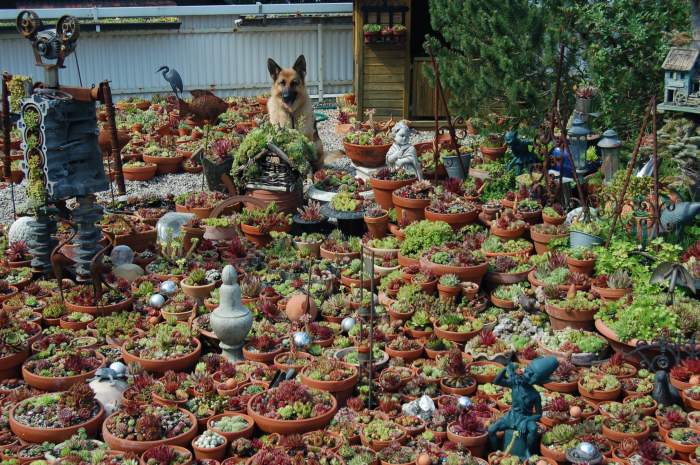 Sempervivum Dachwurz Hauswurz